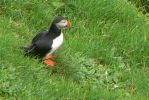 PICTURES/PUFFINS - Helmaey Island/t_PUFF (13).JPG